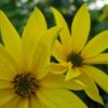 topinambur-speiseknolle-topstar-bio-weitere-ansicht